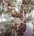 This is an olive tree with tumors (warts) produced by tuberculosis