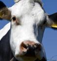 The eyes of cattle could provide the basis for a quick, inexpensive test to detect mad cow disease.