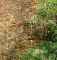 This image shows evidence of fire leakage from a deforested land into the surrounding forest in Mato Grosso state, southeast Amazonia.