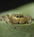 Jumping spider females fight by different rules than males. For females size and skill aren’t everything -- what matters is how badly they want to win.