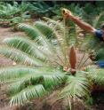 Professor Thomas Marler measures the dimensions of a male cone on a cycad plant in the University of Guam's research plots. Marler has shown how a tiny moth interacts with the cone of this endemic cycad species to provide multiple services to the plant.