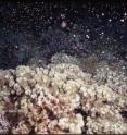 This underwater photograph shows larvae being released into the water column from reef-building coral spawning off Maui the night of June 30, 2003. The white larvae are about 0.5 to 1.5 mm across. This is the same coral species being studied in Maunalua Bay, Oahu, this summer.