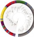 Phylogenetic analysis of 16S Ribosomal DNA sequences with Human Microbiome Project microbes highlighted in blue shows the distribution of these human symbiants around the microbial tree of life. Phylum are separated by color as follows: yellow, Actinobacteria; dark green, Bacteroidetes; light green, Cyanobacteria; red, Firmicutes; cyan, Fusobacteria; dark red, Planctomycetes; gray, Proteobacteria; magenta, Spirochaetes; light pink, TM7; tan, Tenericutes. Phylogenetic analysis of 16S Ribosomal DNA sequences with Human Microbiome Project microbes highlighted in blue shows the distribution of these human symbiants around the microbial tree of life. Phylum are separated by color as follows: yellow, Actinobacteria; dark green, Bacteroidetes; light green, Cyanobacteria; red, Firmicutes; cyan, Fusobacteria; dark red, Planctomycetes; gray, Proteobacteria; magenta, Spirochaetes; light pink, TM7; tan, Tenericutes.