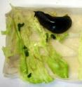 Iceberg lettuce belongs to the favorite dishes of slugs. If, however, the lettuce is treated with oxylipins from moss, the slug will reject it (right leaf).