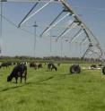 This image shows dairy cows grazing next to a stationary Center Pivot irrigator.