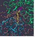 The paper published in PNAS explores the role of water molecules (red and white) in forming a bridge (yellow) between proteins (green and blue) and that certain protein residues (beige) form a breakwater help the process.