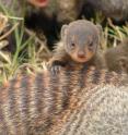 A mongoose pup with its escort was photographed on location in Uganda.