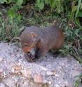 A mongoose gets to grips with its prey, photographed on location in Uganda