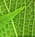 The vein density of flowering plants is four times higher than any other plant type, either modern or extinct. The difference in vein density is easily seen in this image of a fern leaf lying atop the leaf of a flowering plant. The vein density of flowering plants is four times higher than any other plant type, either modern or extinct. The difference in vein density is easily seen in this image of a fern leaf lying atop the leaf of a flowering plant.