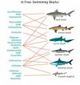 This graphic shows patterns of antibiotic-resistant bacteria in sharks captured in waters off Belize, Florida, Louisiana and Massachusetts. Nurse sharks in Belize and in the Florida Keys hosted the greatest number and diversity of drug-resistant bacteria.