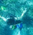 The researchers sampled more than 50 Posidonia in the Balearics.