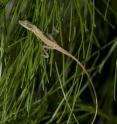The Greater Antilles are home to more than 100 Anolis species in a wide range of shapes and sizes. Each body type has adapted to use a different habitat. The <i>Anolis alutaceus</i>, pictured here, is a grass-bush anole from Cuba.