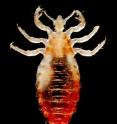 The human body louse, <I>Pediculus humanus humanus L.</I>, has been a witness to, and participant in, millions of years of human history.