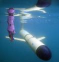 A scientist takes an underwater photo of one of the underwater gliders. UAF researchers recently successfully tested the use of the autonomous underwater vehicles for tracking tagged fish.