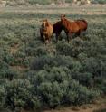 Invasive cheatgrass is displacing the native sagebrush communities that, together with wild mustangs, are icons of the American West.