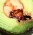 <i>Stenoma</i> is an extremely destructive insect, and it is an invasion threat to California because larvae may be accidentally introduced inside of imported avocado fruit that originate from countries where this pest is native.