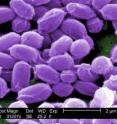 A new generation of vaccines, antibiotics, and other medicines could protect people against future terrorist attacks with anthrax spores (above).