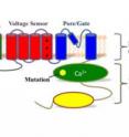 BK channels are composed of four identical proteins, each of which consists of tight helical coils of protein connected by straight "linkers," so that the unfolded protein looks like a string of beads.