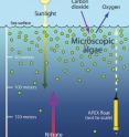 This illustration shows how microscopic algae live mostly in the sunlit waters close to the sea surface, while their essential nutrient, nitrate, is only available in deeper waters. Johnson and his coauthors showed that, each year, as the algae grow over the course of a year, concentrations of oxygen increase in surface waters while concentrations of nitrate decrease in deeper water. As yet unclear is how algae near the surface obtain nitrate from the depths.