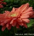 This is a Gerbera plant. This is a Gerbera plant.