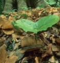 This Cuipo seedling is growing near the base of an adult tree. Important differences in the survival of different species depending on how many of their neighbors are the same species may explain why tropical forests are so diverse.