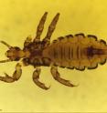 This is a human body louse.