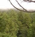 As the morning fog lifts above the redwood canopy at Bull Creek (Humboldt Redwoods State Park, California, USA) a morphological mystery is revealed. Here at over 100 m above the ground, the small awl-like leaves (foreground) are half as wide as and four times shorter than the flat, expanded leaves growing more than 50 m below. As the plant species with the tallest individuals, redwood provides an unparalleled opportunity to examine the external factors controlling within-plant variation in foliar structure. To separate the effects of light availability on leaf morphology and anatomy from the effects of gravity-induced water stress we used arborist style climbing techniques to collect height-paired foliar samples from both the dark inner and bright outer crowns. We found that the hydrostatic gradient in water potential drives the observed reduction in leaf expansion with height as well as inducing investments in functional traits that promote water-stress tolerance in the upper crown, all with no detectable influence from light availability.