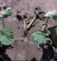 Pumpkin seedling death is caused by <I>Phytophthora</I> blight, the most devastating pumpkin disease in Illinois.