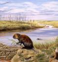 This is an artist's rendering of the Beaver Pond site on Ellesmere Island, in Canada's High Arctic, as it may have looked about 3 to 5 million years ago.