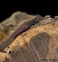The researchers found total water loss in the desert-living <i>Pipistrellus kuhli</i> was just 80 percent of other nondesert species.