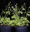 In winter or early spring, <i>Arabidopsis</i> plants without an active DNF gene are already flowering (right). Those with the DNF gene will delay flowering until later in the year when days are longer and conditions are more favorable for survival of their seedlings (left).