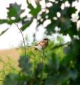 Researcher Pere Pons studied the effect of fire on birds in Spain.