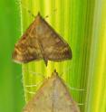 This is a male and female moth of the European corn borer.