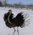 Ostriches use their feathered forelimbs as sophisticated air-rudders and braking aids, which may provide valuable information about how their dinosaur ancestors moved.