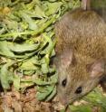 Phyllotis mice that have evolved in the Pervian Andes show an adaptation to maximize energy production when little oxygen is available, by a preference for carbohydrates as fuel over fatty acids.