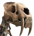 Saber-toothed cats may be best known for their supersized canines, but they also had exceptionally strong forelimbs for pinning prey before delivering the fatal bite, says a new study in the journal <i>PLoS ONE.</i>