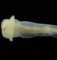 This is one of three putative new species of <I>Enteropneust</I> from the North Atlantic Ocean.