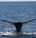 This is a North Atlantic right whale diving with tail in the air.