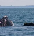 This is a North Atlantic right whale mother with her calf.