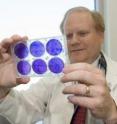 Timothy Cripe, M.D., Ph.D., an oncologist and researcher at Cincinnati Children's Hospital Medical Center, inspects cell cultures in his laboratory. Cripe and his research colleagues are investigating oncolytic viruses as a new strategy for fighting hard-to-treat childhood cancers.