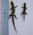 A photograph of a "small island" lizard (left) and a close relative from the mainland (right). It's an example of how island species can develop, but this example can't be extrapolated as a law of nature, says Tel Aviv University's Dr. Shai Meiri.