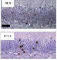 Aged rats treated with P7C3 performed significantly better on a memory test than control rats treated with an inactive substance (veh). This was traced to a three-fold higher number of newborn neurons in the dentate gyrus area of the hippocampus.