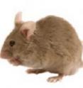 The neuroprotective compound P7C3 was discovered by testing more than 1000 small molecules in living mice.