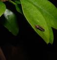 A male firefly, <I>Photinus carolinus</I>, perches on a leaf in the Great Smoky Mountains National Park.