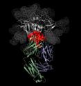 This image shows the atomic structure of the antibody VRC01 (blue and green) binding to HIV (grey and red). The precise site of VRC01-HIV binding (red) is a subset of the area of viral attachment to the primary immune cells HIV infects.