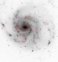 In this negative image of the Pinwheel Galaxy (M101), red squares mark the positions of "super-soft" X-ray sources. The Pinwheel should contain hundreds of accreting white dwarfs on which nuclear fusion is occurring, which should produce prodigious X-rays. Yet we only detect a few dozen super-soft X-ray sources. This means that we must devise new methods to search for the elusive progenitors of Type Ia supernovae.