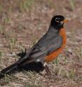 The American Robin is an example of the species studied in this research.