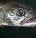 Lake trout, a popular species of game fish in Lake Erie, appear to have increasing mercury levels after three decades of steadily declining levels.