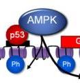 In the cell nucleus, AMPK works at the DNA level to add a phosphate to histones to control gene expression.