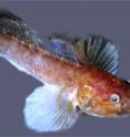 This is a bearded Goby from the ocean off the southwest coast of Africa.